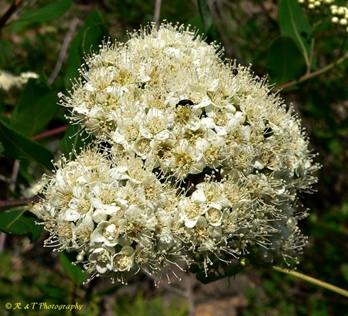 {Spiraea virginiana}